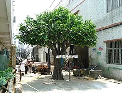 水泥浇灌的仿真树和玻璃钢仿真树有什么不一样?