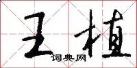 王植
