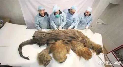 如果猛犸象复活计划成功了，人类会灭绝吗？你怎么看？