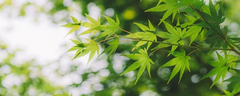 万年青的象征意义