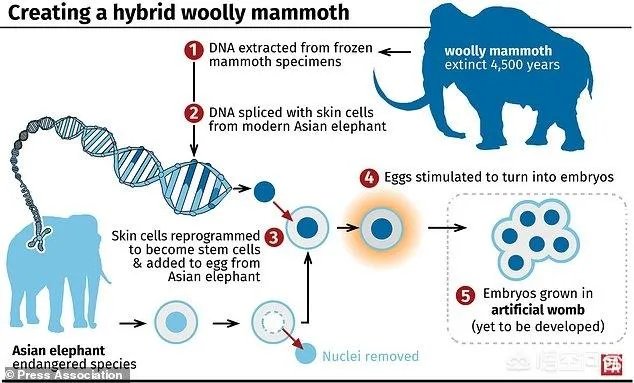 如果猛犸象复活计划成功了，人类会灭绝吗？你怎么看？