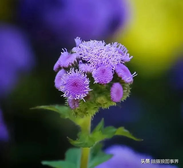 摄影家摄影师