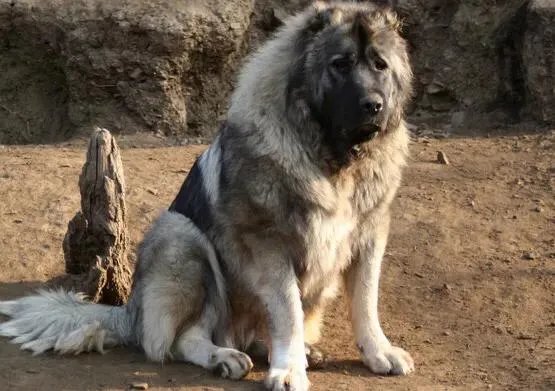 高加索犬和中亚猎狼犬的区别