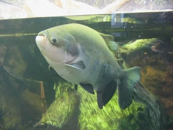 人齿鱼