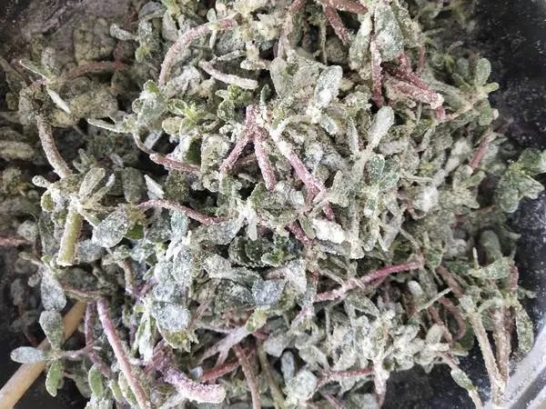 马齿苋怎么吃