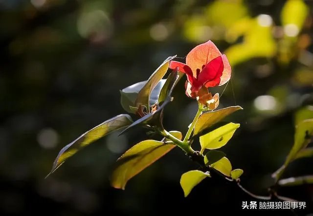 摄影家摄影师