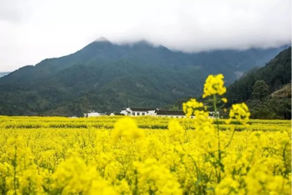 三人同日来,喜见百花开,猜一字是什么?