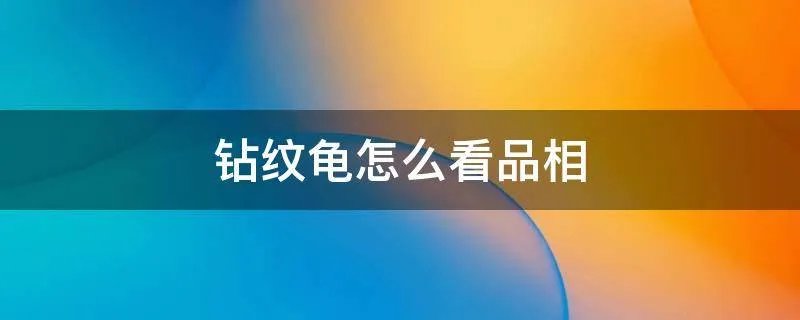 钻纹龟怎么看品相