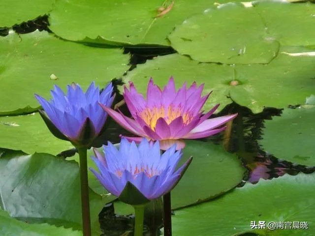 三潭印月有什么特色?
