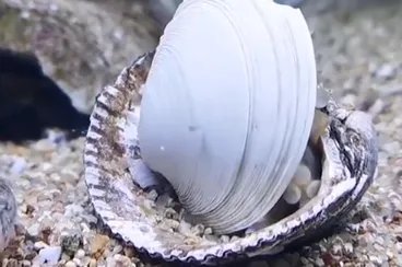 章鱼拆贝壳当房门,这是怎样的操作?