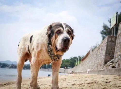 高加索犬和中亚猎狼犬的区别