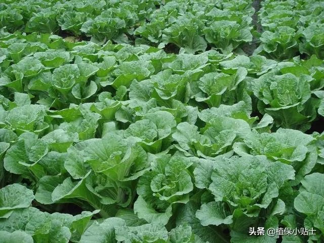 尿素做叶面肥，浓度多少合适？