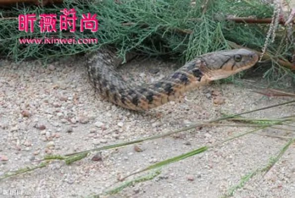 不可思议!广西竟挖出140岁蛇精全过程(图文)
