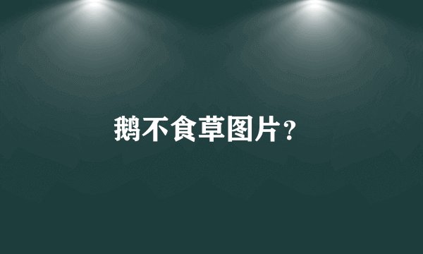 鹅不食草图片？