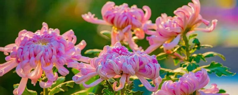 菊花的象征意义是什么 菊花的象征意义是什么意思