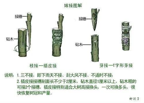 桂花树如何嫁接