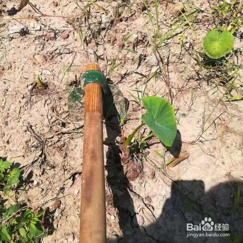 如何挖芋头的方法