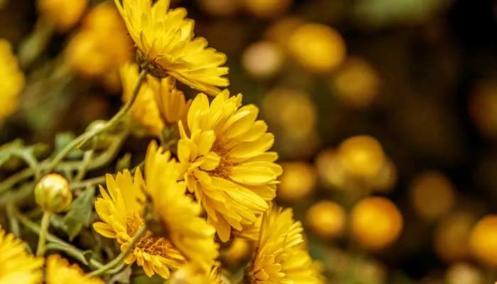 菊花的象征意义是什么 菊花的象征意义是什么意思
