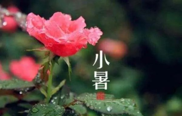 大暑本意何为