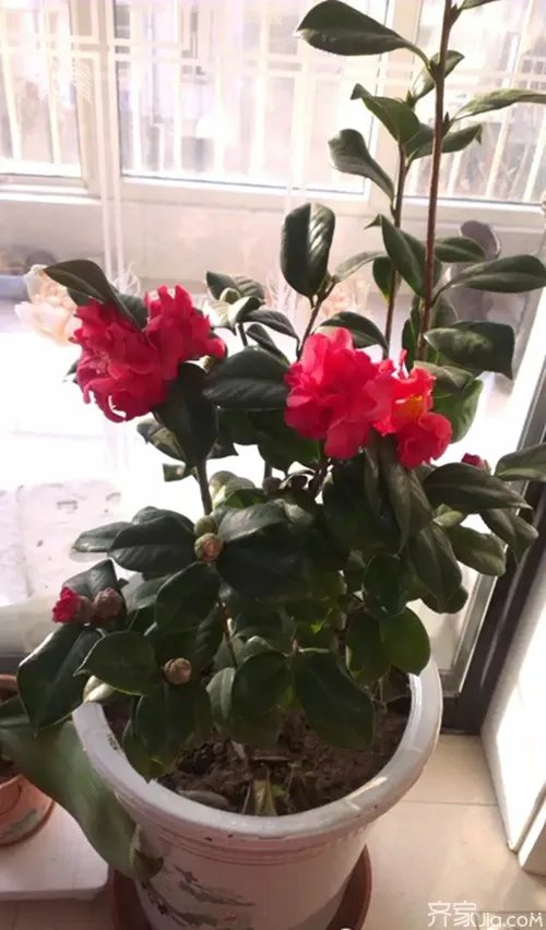 茶花什么品种最好 十大名贵茶花