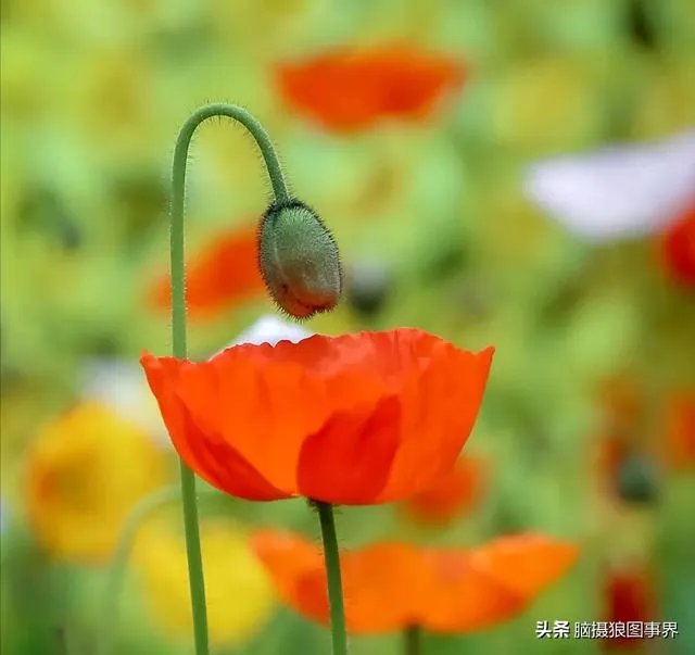 摄影家摄影师