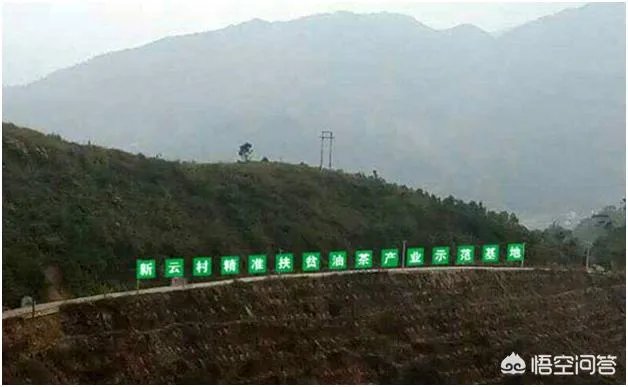 有人清楚油茶树苗多少钱一棵吗?值不值得买?