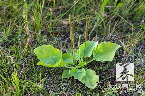 野麻草