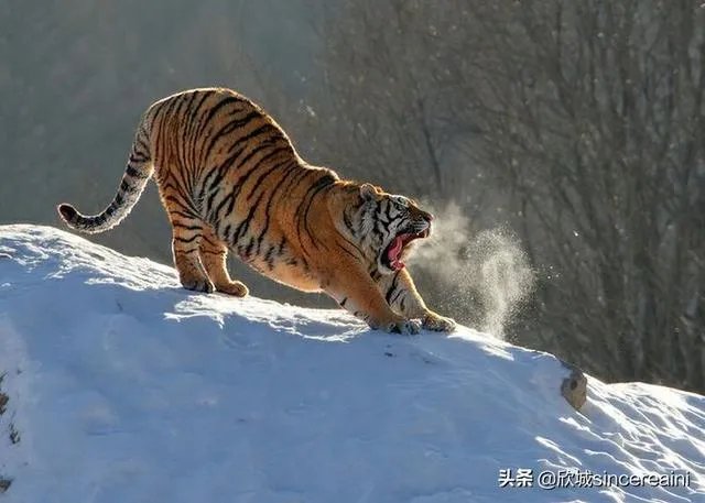 吉林男子偶遇300斤大老虎，老虎频繁现身，是生态变好还是变差？
