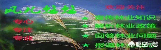 有人清楚油茶树苗多少钱一棵吗?值不值得买?