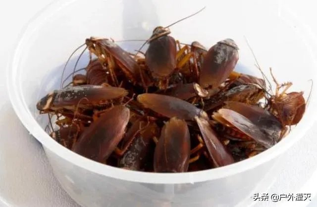 大家觉得蟑螂养殖这个项目怎样?