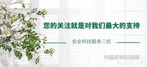 云南罗平有哪些旅游景点?