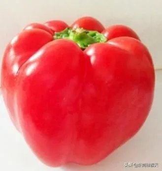 萨菲罗彩椒有什么特点?它的栽培技术要点有哪些?