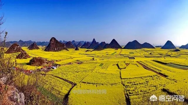 云南罗平有哪些旅游景点?