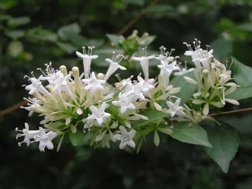 七月开什么花 七月什么花好看