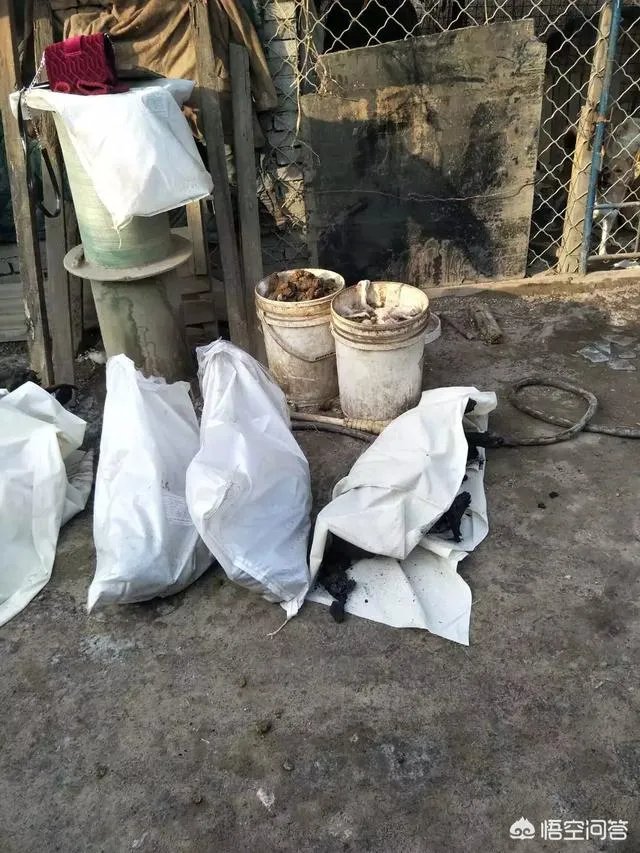 保定一老人卖房救助流浪狗,救助站不慎失火,为抢救狗狗烧伤半边脸,这个事你怎么看?