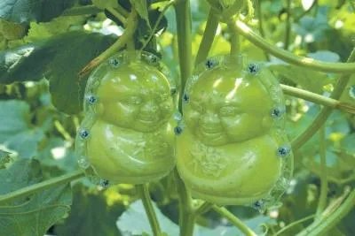 这种方形西瓜是怎么种出来的，好不好吃？