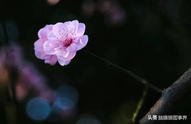 摄影家摄影师