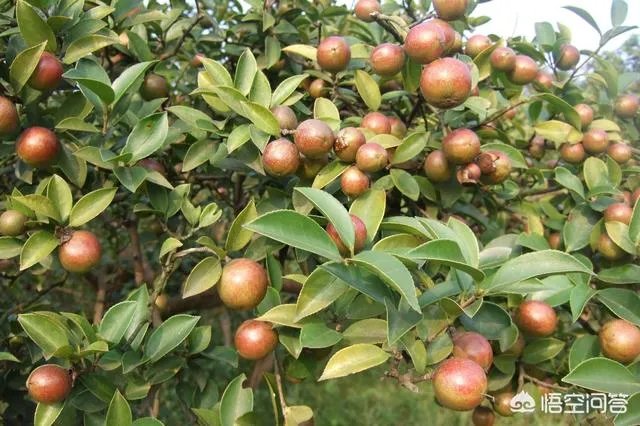 有人清楚油茶树苗多少钱一棵吗?值不值得买?