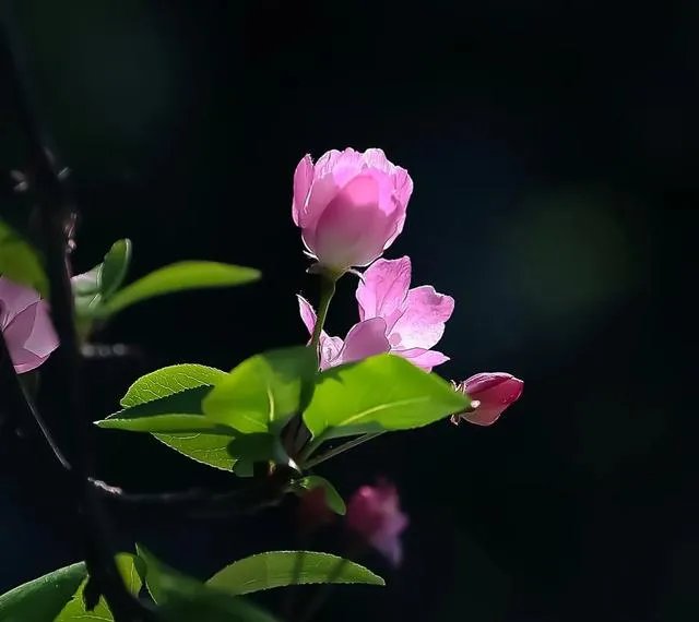 摄影家摄影师