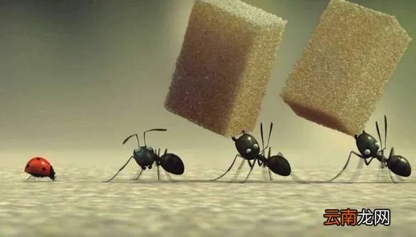 蚂蚁是不是昆虫 蚂蚁是昆虫吗