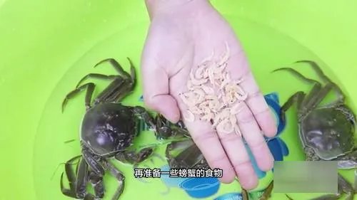 大闸蟹怎样保鲜存活