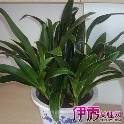 中华万年青图片大全