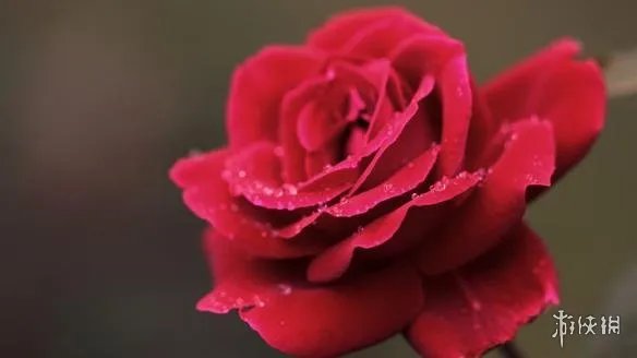 《拳皇》系列女性角色盘点介绍