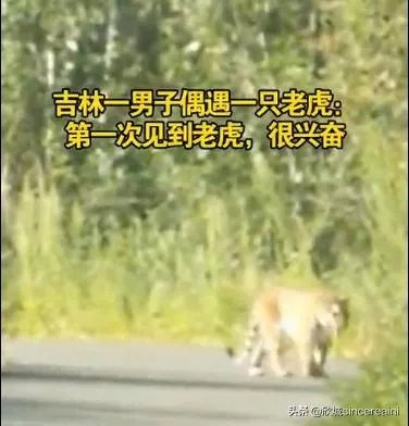 吉林男子偶遇300斤大老虎，老虎频繁现身，是生态变好还是变差？