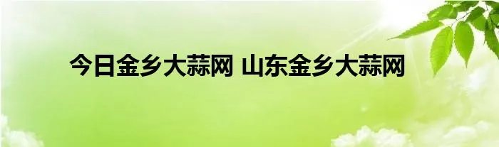 今日金乡大蒜网 山东金乡大蒜网