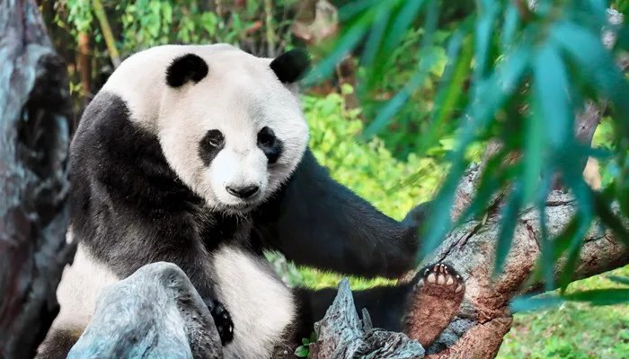 哺乳动物的特点