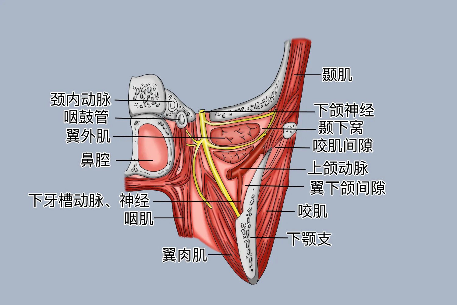 口腔颌面部间隙位置图