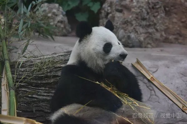 大熊猫为什么被视为中国国宝?