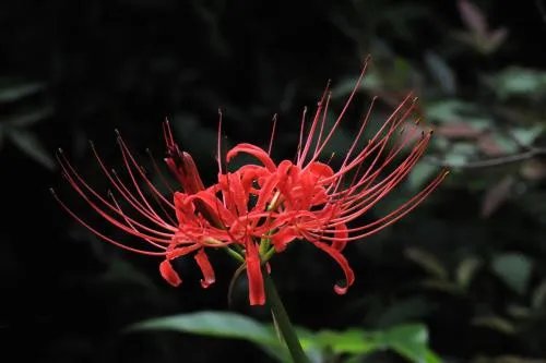 七月开什么花 七月什么花好看