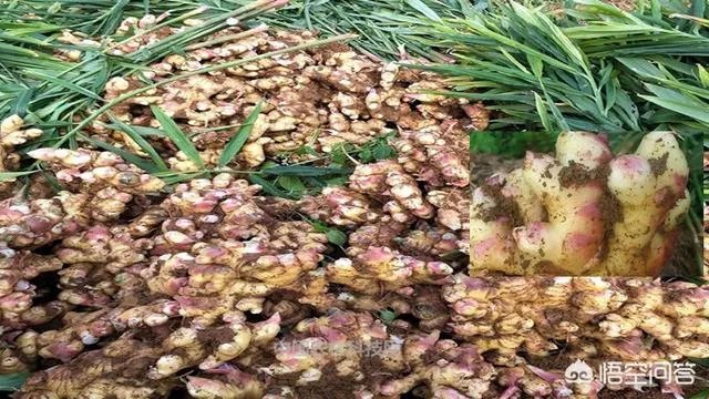 云南罗平有哪些旅游景点?